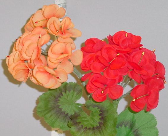 Geranium