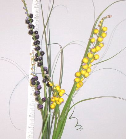 Berry Stalks with Grass