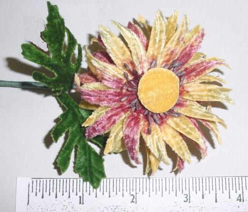 Velvet Daisy 
