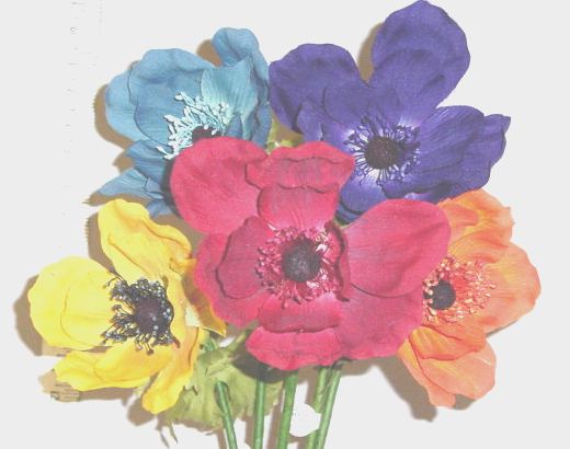 Anemone 