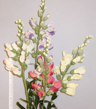Snapdragon