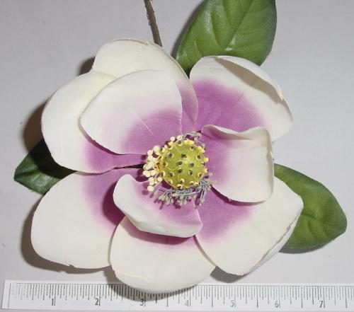 Magnolia