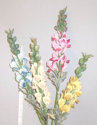 Snapdragon