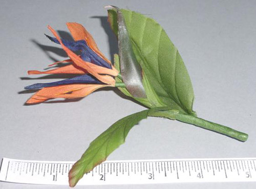 Bird Of Paradise
