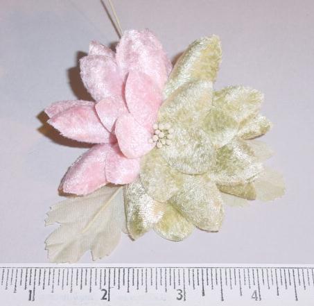 Bi-Color Daisy