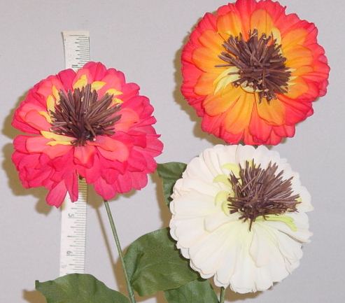 German Zinnia