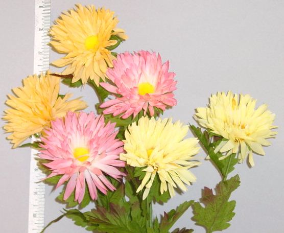 Aster by 2