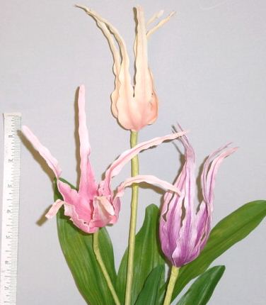 Tulipa Conuta