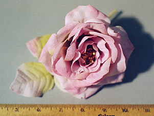 Hard Short Stem Micropeach Rose